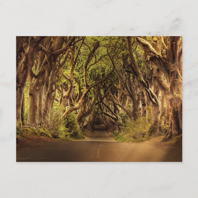 Cartão Postal Árvores que cobrem a estrada na Irlanda Norte (Frente)