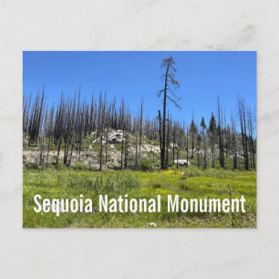 Cartão Postal Árvores queimadas na Floresta Nacional de Sequoia