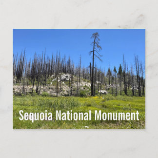 Cartão Postal Árvores queimadas na Floresta Nacional de Sequoia