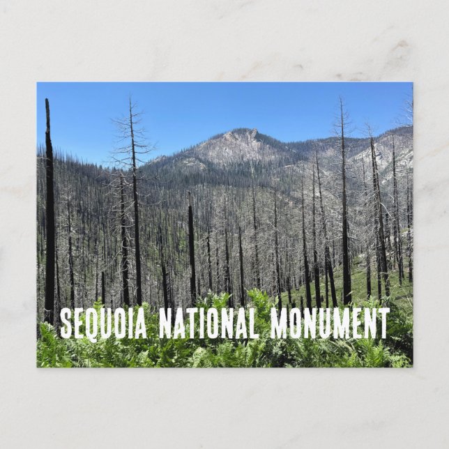 Cartão Postal Árvores queimadas na Floresta Nacional de Sequoia (Frente)