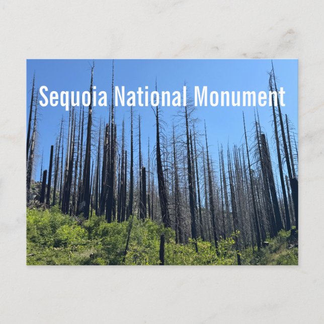 Cartão Postal Árvores Queimadas no Monumento Nacional Sequoia (Frente)