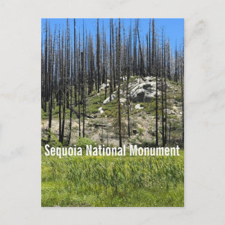 Cartão Postal Árvores queimadas no Monumento Nacional Sequoia