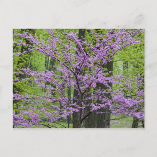 Cartão Postal Árvores Redbud em plena floração de primavera pert