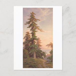 Cartão Postal Árvores Redwood Califórnia Prang Litografia Vintag