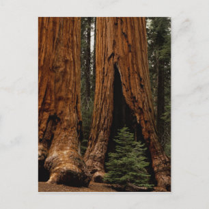 Cartão Postal Árvores Redwood, Parque Nacional Sequoia.