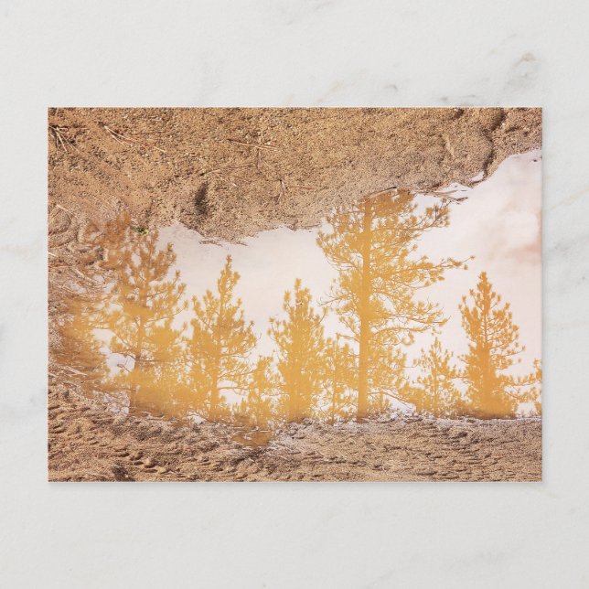 Cartão Postal Árvores refletindo na água da poça de lama de chuv (Frente)