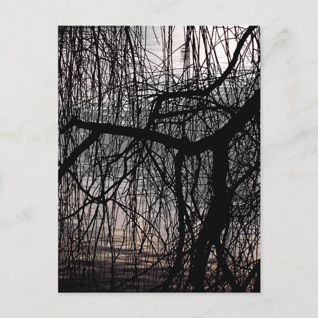 CARTÃO POSTAL ÁRVORES WILLOW (Frente)