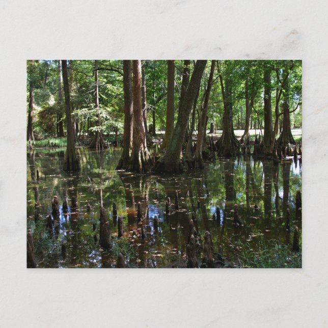 Cartão Postal As Árvores de Imprensa 2 (Frente)