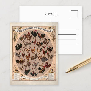 Cartão Postal As Aves do Mundo Raças Antigas de Galinha