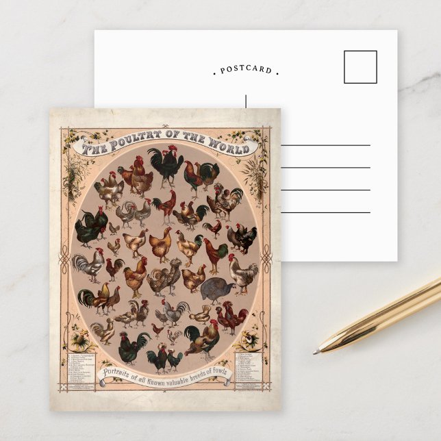 Cartão Postal As Aves do Mundo Raças Antigas de Galinha (Criador carregado)