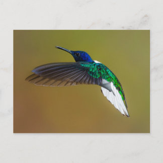 Cartão Postal as aves são os únicos animais com penas 4