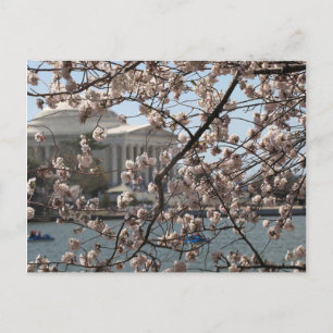 Cartão Postal As Cerejeiras em Flor em Washington DC