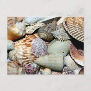 Cartão Postal As conchas se reuniram da praia Ilha Sanibel Fl