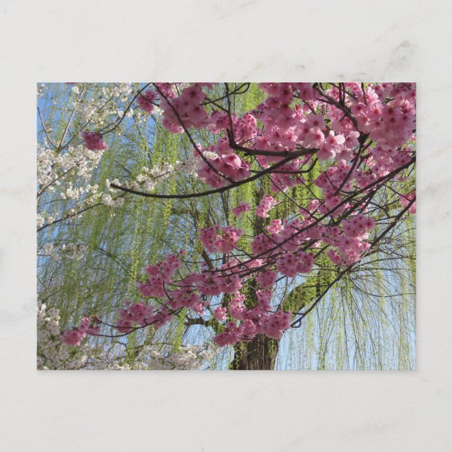 Cartão Postal As Cores da Primavera: Tóquio (Frente)