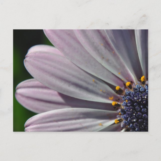 Cartão Postal As Flores Dentro (Frente)