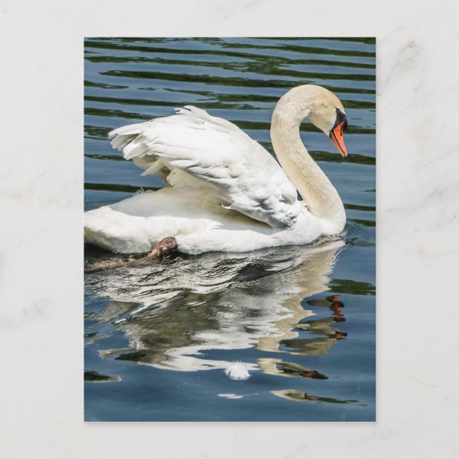 Cartão Postal Asas (Frente)