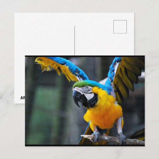 Cartão Postal Asas de Ouro e Safira (Frente/Verso)