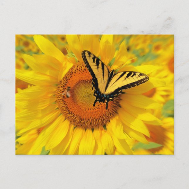 Cartão Postal Asas de Verão, postais (Frente)