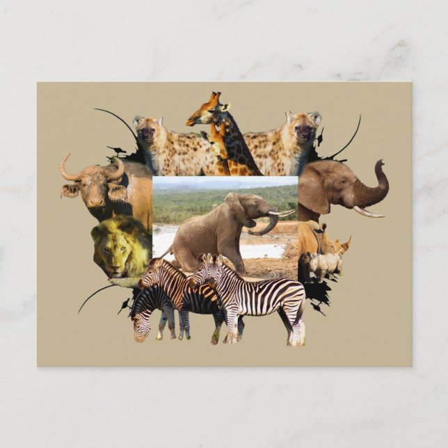 Cartão Postal Ascensão Elefante do Quadro Africano da Vida Selva (Frente)