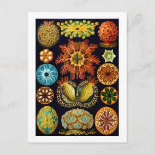 Cartão Postal Ascidiacea (Sea Squirts), Ernst Haeckel Belas Arte