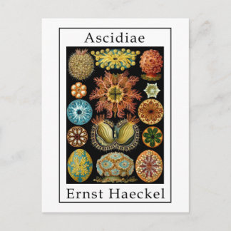 Cartão Postal Ascidiae por Ernst Haeckel