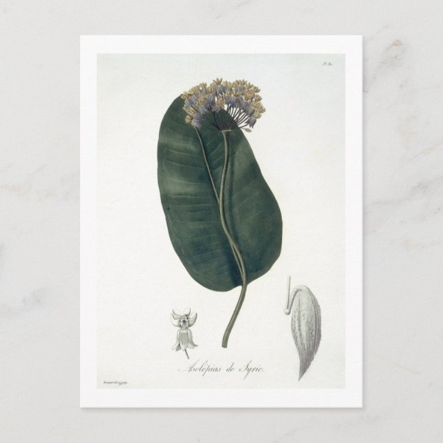 Cartão Postal Asclepias Syriaca de 'Phytographie Medicale' por (Frente)