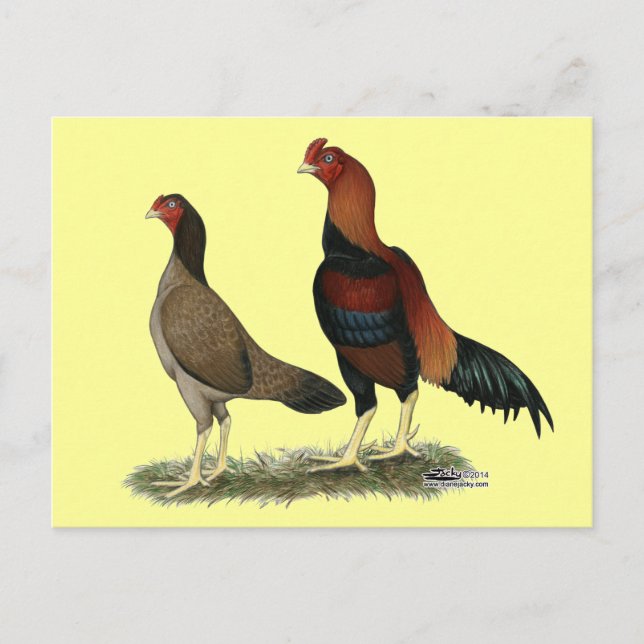 Cartão Postal Aseel Wheaten Chickens (Frente)