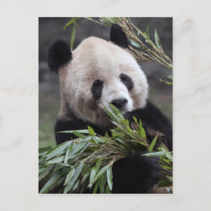 Cartão Postal Ásia, China Chongqing. Panda Gigante
