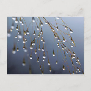 Cartão Postal Ásia, China   Huansan, Dewdrops