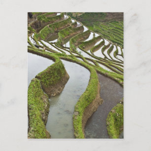 Cartão Postal Ásia, China, Yunnan, Yuanyang. Arroz inundado