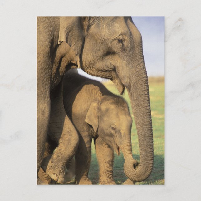 Cartão Postal Ásia, Índia, Parque Nacional Nargahole. índio (Frente)