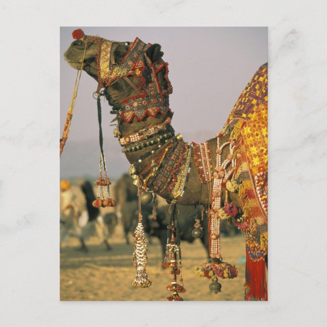 Cartão Postal Ásia, Índia, Pushkar. Camel Shamu , Pushkar (Frente)