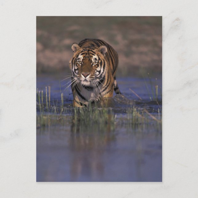 Cartão Postal ASIA, India Tiger walking through the water (Frente)