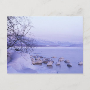 Cartão Postal Ásia, Japão, Hokkaido, Parque Nacional Akan, Cisne