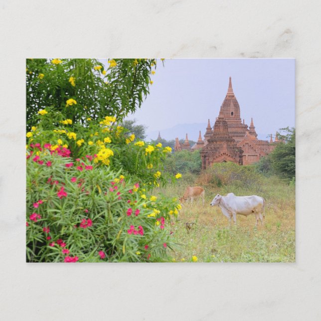 Cartão Postal Ásia, Mianmar (Birmânia), Bagan (Pagan). Vacas (Frente)