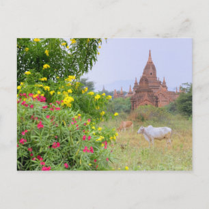 Cartão Postal Ásia, Mianmar (Birmânia), Bagan (Pagan). Vacas