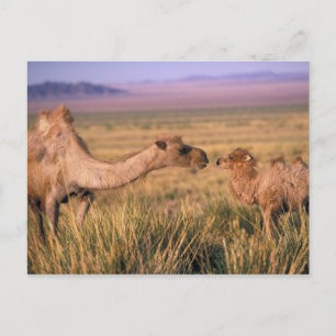 Cartão Postal Ásia, Mongólia, Deserto de Gobi, Grande Gobi