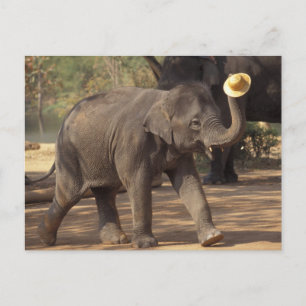 Cartão Postal Ásia, Tailândia, Lampang Bears com chapéu - Tailan