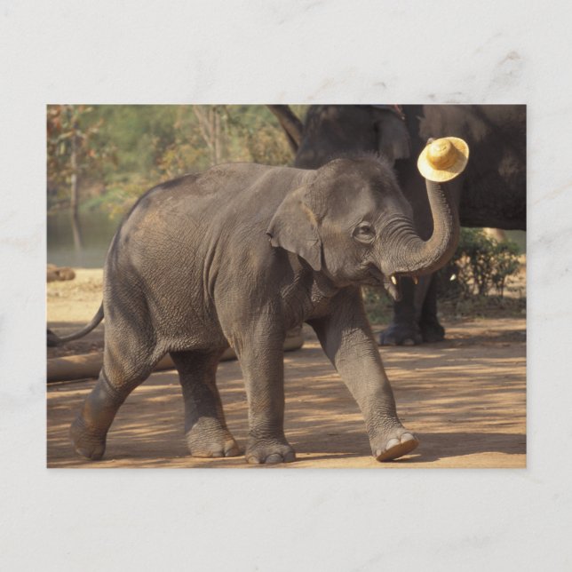 Cartão Postal Ásia, Tailândia, Lampang Bears com chapéu - Tailan (Frente)