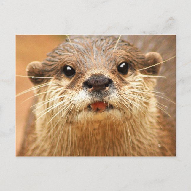 Cartão Postal Asian Small Clawed Otter (Frente)
