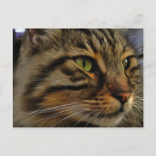 Cartão Postal Aslan, O Gato Do Tabby De Cabelo Longo