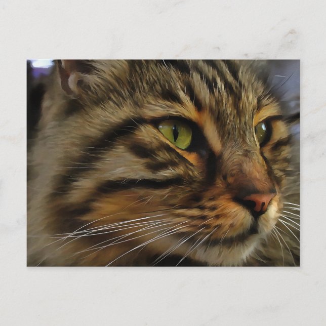 Cartão Postal Aslan, O Gato Do Tabby De Cabelo Longo (Frente)