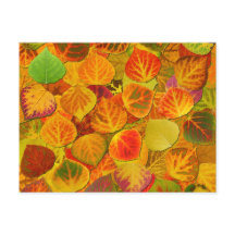 Aspen Deixa Collage Sólido Medley 1