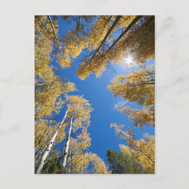 Cartão Postal Aspen está por toda a parte (Frente)