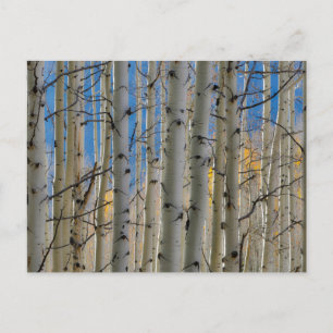 Cartão Postal Aspen Groves Montanhas Colorado Rocky