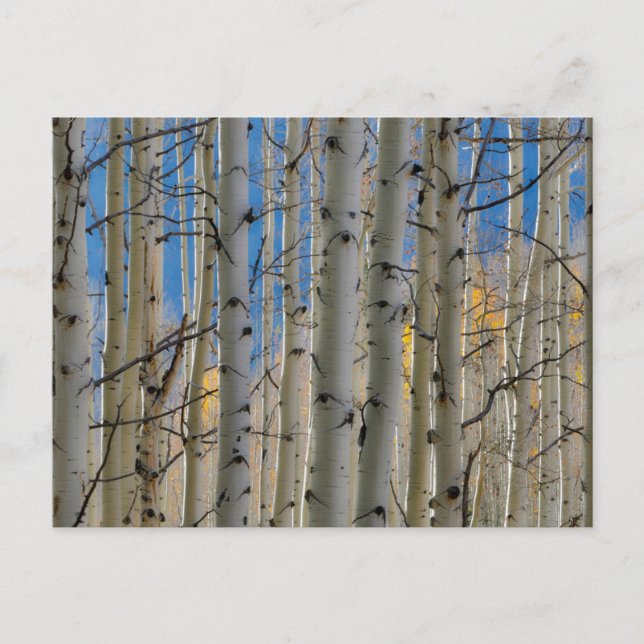 Cartão Postal Aspen Groves | Montanhas Colorado Rocky (Frente)