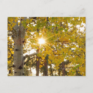 Cartão Postal Aspen Trees Autumn Fall Foliage Sunburst