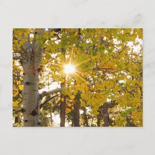 Cartão Postal Aspen Trees Autumn Fall Foliage Sunburst (Frente)