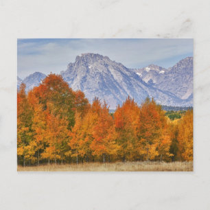 Cartão Postal Aspen trees with the Teton mountain range