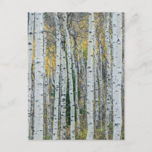 Cartão Postal Aspen troncos de árvore   Aspen, Colorado